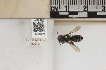 Media type: image;   Entomology 786073 Aspect: Labels